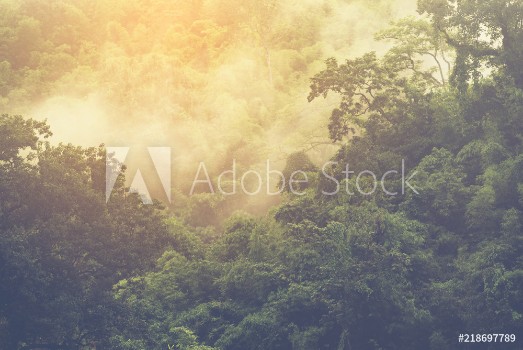 Picture of Asian tropical rainforest nature view background